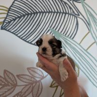 Chiots shih-tzu à réserver #2