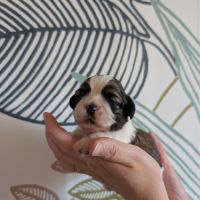 Chiots shih-tzu à réserver