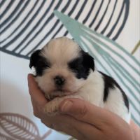 Chiots shih-tzu à réserver #4