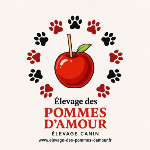 Chiots welsh corgi pembroke à réserver #1