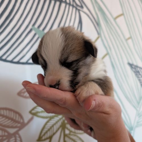 Chiots welsh corgi pembroke à réserver #2