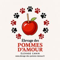 Chiots welsh corgi pembroke à réserver #1
