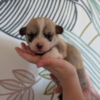 Chiots welsh corgi pembroke à réserver