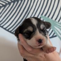 Chiots welsh corgi pembroke à réserver #5