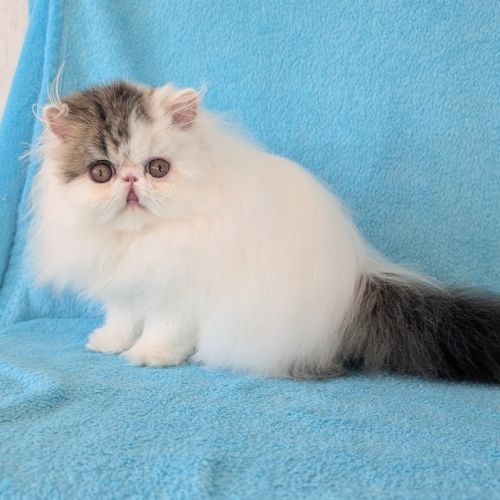 Magnifique chaton persan femelle loof #3