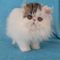 Magnifique chaton persan femelle loof #1