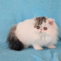Magnifique chaton persan femelle loof #0
