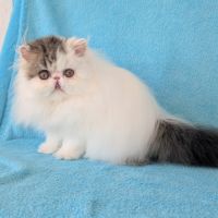 Magnifique chaton persan femelle loof #3