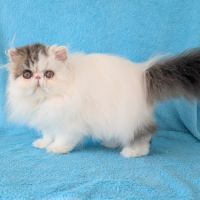 Magnifique chaton persan femelle loof #4