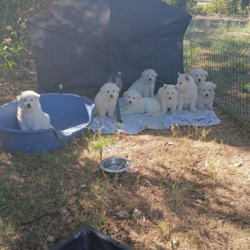 Chiots berger blanc suisse lof poil long #0