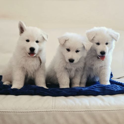Chiots berger blanc suisse lof poil long