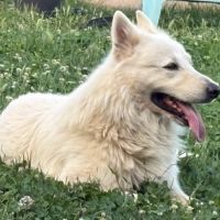 Chiots berger blanc suisse lof poil long #1
