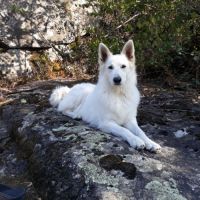 Chiots berger blanc suisse lof poil long #2