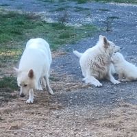 Chiots berger blanc suisse lof poil long #3