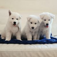 Chiots berger blanc suisse lof poil long