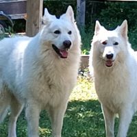 Chiots berger blanc suisse lof poil long #5