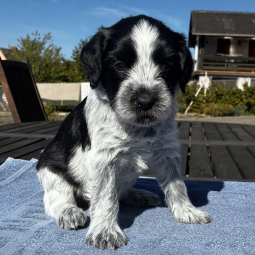Chiots schapendoes lof - berger néerlandais #0