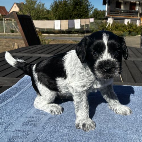 Chiots schapendoes lof - berger néerlandais #3