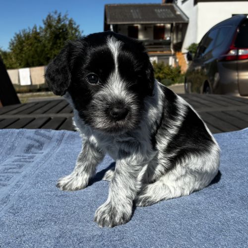 Chiots schapendoes lof - berger néerlandais #7