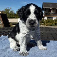 Chiots schapendoes lof - berger néerlandais