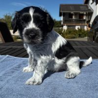 Chiots schapendoes lof - berger néerlandais #2