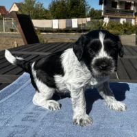 Chiots schapendoes lof - berger néerlandais #3
