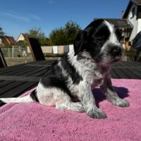 Chiots schapendoes lof - berger néerlandais #4