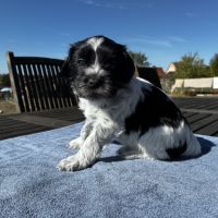 Chiots schapendoes lof - berger néerlandais #5