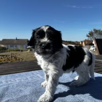 Chiots schapendoes lof - berger néerlandais #6