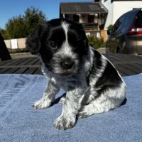 Chiots schapendoes lof - berger néerlandais #7