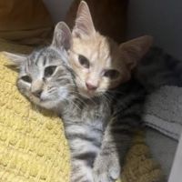 Balzac & sezane