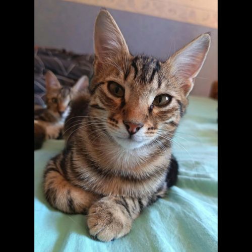 Ziggy, adorable chaton à l'adoption