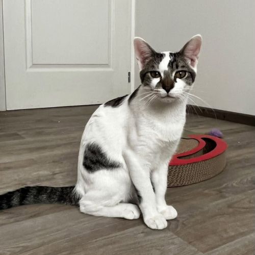 Bambou, adorable chaton à l'adoption