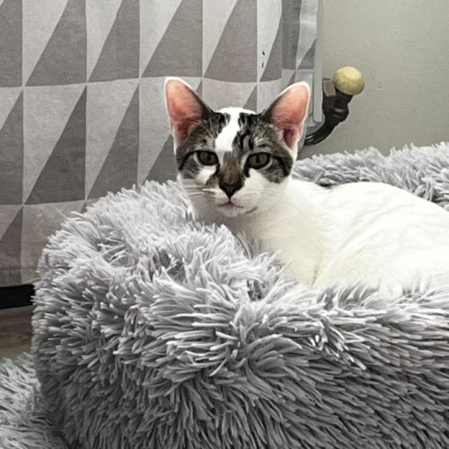 Bambou, adorable chaton à l'adoption #6