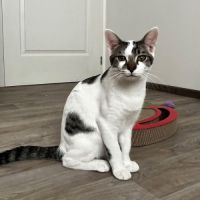 Bambou, adorable chaton à l'adoption #0