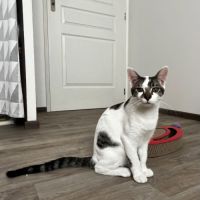 Bambou, adorable chaton à l'adoption #2