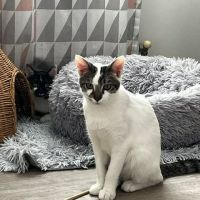 Bambou, adorable chaton à l'adoption #3