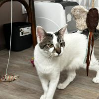 Bambou, adorable chaton à l'adoption #4
