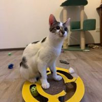 Bambou, adorable chaton à l'adoption #5