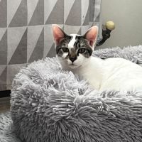 Bambou, adorable chaton à l'adoption #6