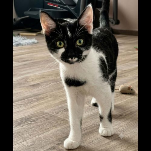 Brume, adorable chaton à l'adoption