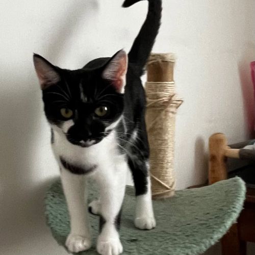 Brume, adorable chaton à l'adoption #4