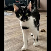 Brume, adorable chaton à l'adoption