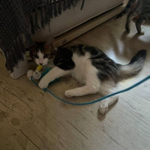 Blini et bond, duo à l'adoption #2