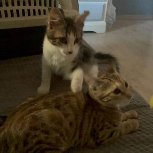 Blini et bond, duo à l'adoption #3