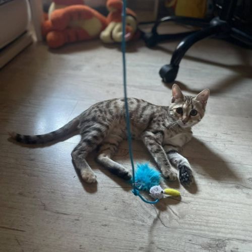 Blini et bond, duo à l'adoption #4