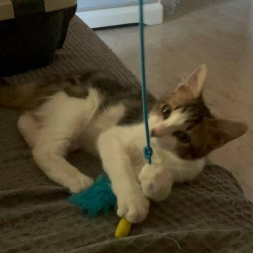Blini et bond, duo à l'adoption #7