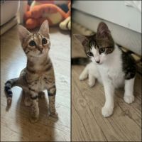 Blini et bond, duo à l'adoption