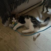 Blini et bond, duo à l'adoption #2