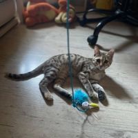 Blini et bond, duo à l'adoption #4